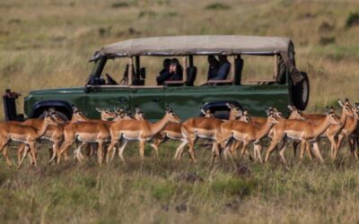 Ζανζιβάρη Χαλαρά – Τανζανία Σαφάρι